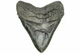 Giant, Fossil Megalodon Tooth - Very Wide With Serrations! #172267-1